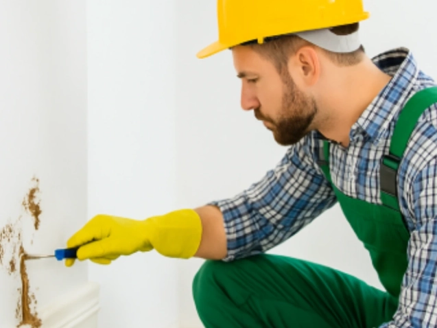 مكافحة النمل الأبيض (التيرمايت) في الإمارات – حماية المباني مع الريان